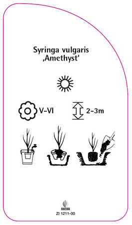 Syringa vulgaris 'Amethyst'