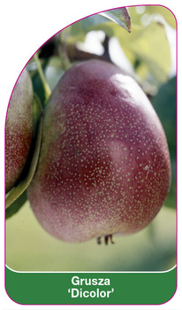 Arbore de păr 'Dicolor'