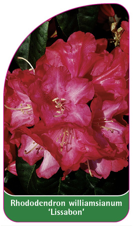 Rhododendron williamsianum 'Lissabon'