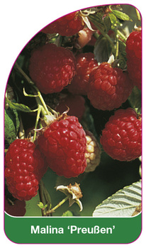 Malina 'Preußen'