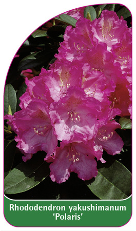 Rhododendron yakushimanum 'Polaris'