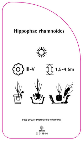 Hippophae rhamnoides
