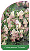 Cytisus praecox 'Zeelandia'