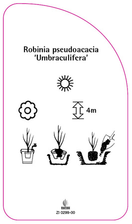 Robinia pseudoacacia 'Umbraculifera'
