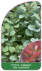 Cotinus coggygria 'Old Fashioned'