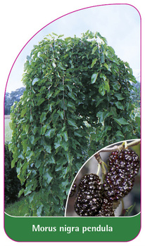 Morus nigra pendula