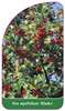 Ilex aquifolium 'Alaska'