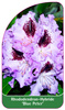 Rhododendron-Hybride 'Blue Peter'