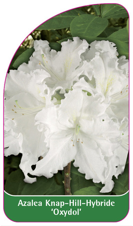 Azalea Knap-Hill-Hybride 'Oxydol'