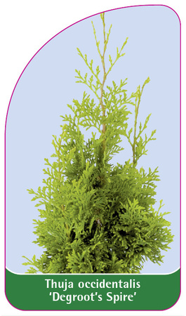 Thuja orientalis 'Degroot's Spire'