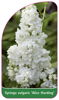 Syringa vulgaris 'Alice Harding'