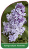 Syringa vulgaris 'Nadeshda'