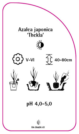 Azalea japonica 'Thekla'