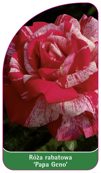 Róza rabatowa 'Papa Geno'