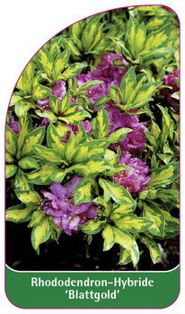 Rhododendron-Hybride 'Blattgold'