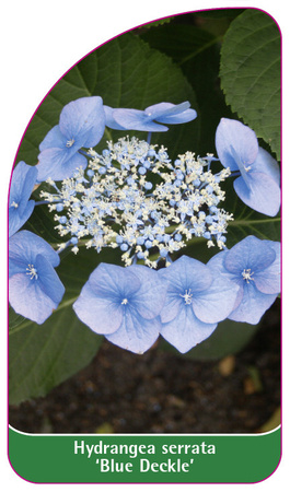 Hydrangea serrata 'Blue Deckle'