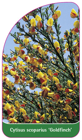 Cytisus scoparius 'Goldfinch'