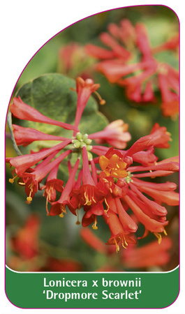 Lonicera x brownii 'Dropmore Scarlet'
