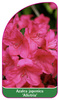 Azalea japonica 'Allotria'