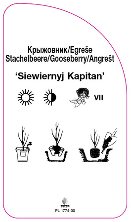 Agrest czerwony 'Siewiernyj Kapitan'