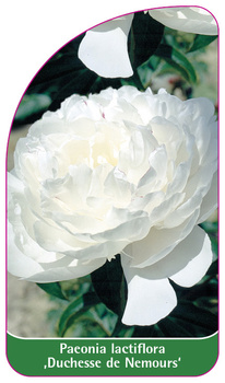 Paeonia lactiflora ,Duchesse de Nemours'