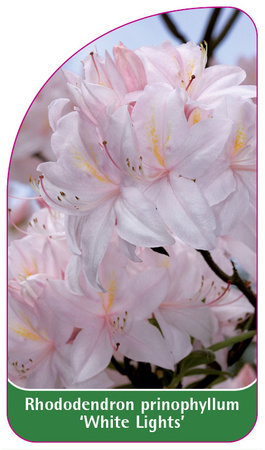 Rhododendron prinophyllum 'White Lights'