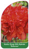 Azalea Knap-Hill-Hybride 'Doloroso'