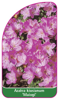 Azalea kiusianum 'Maiogi'