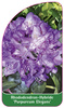 Rhododendron-Hybride 'Purpureum Elegans'