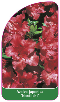 Azalea japonica 'Nordlicht'