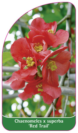 Chaenomeles x superba 'Red Trail'