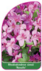 Rhododendron simsii 'Rosalie'