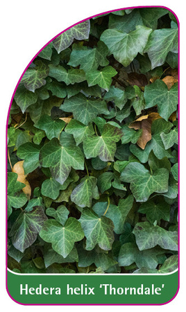 Hedera helix 'Thorndale'