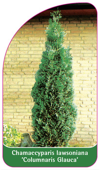 Chamaecyparis Iawsoniana 'Columnaris Glauca'