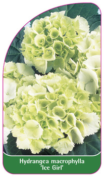 Hydrangea macrophylla 'Ice Girl'
