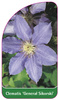 Clematis 'General Sikorski'
