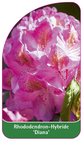 Rhododendron-Hybride 'Diana'