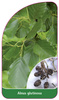 Alnus glutinosa