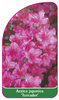 Azalea japonica 'Toreador'