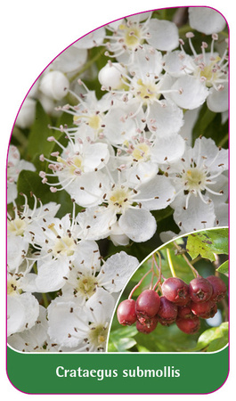 Crataegus submollis