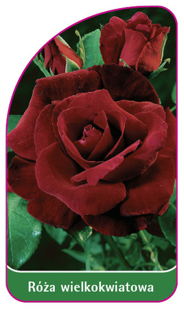 Velkokvětá růže č. 223