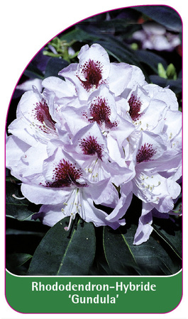 Rhododendron-Hybride 'Gundula'