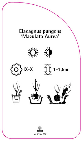 Elaeagnus pungens 'Maculata Aurea'