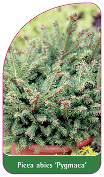 Picea abies 'Pygmaea'
