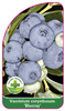 Vaccinium corymbosum 'Blueray'