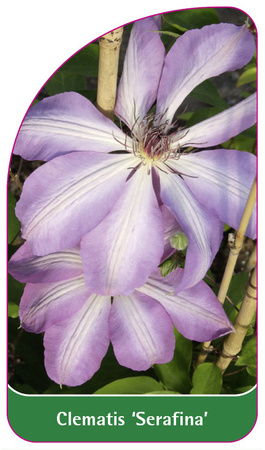 Clematis 'Serafina'