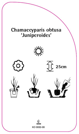 Chamaecyparis obtusa 'Juniperoides'