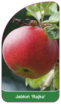 Jablon 'Rajka'