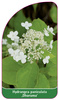 Hydrangea paniculata 'Dharuma'