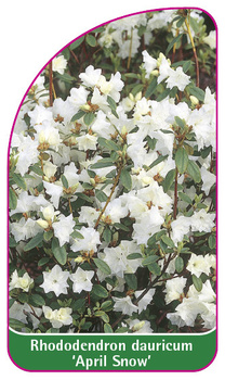 Rhododendron dauricum 'April Snow'